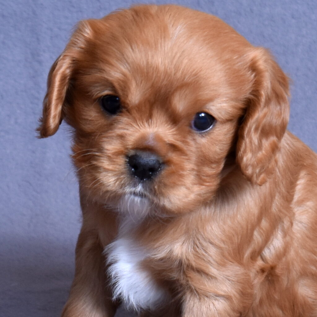 cavalier puppies breeder