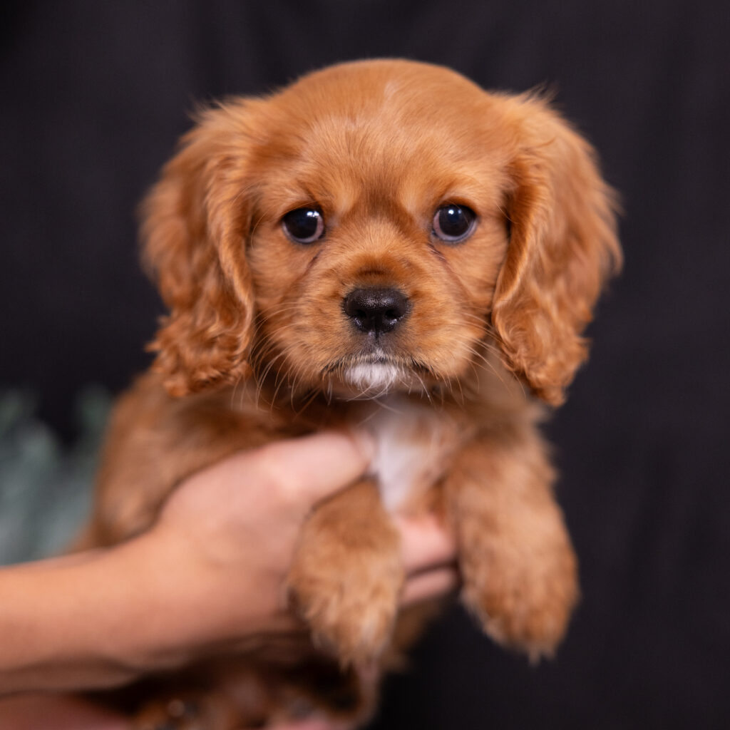 cavalier puppies for sale