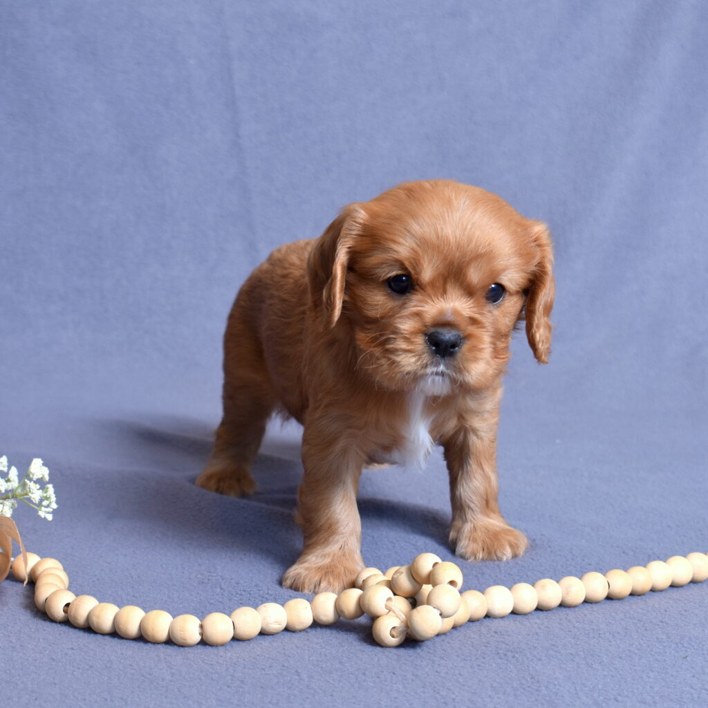 cavalier puppies for sale