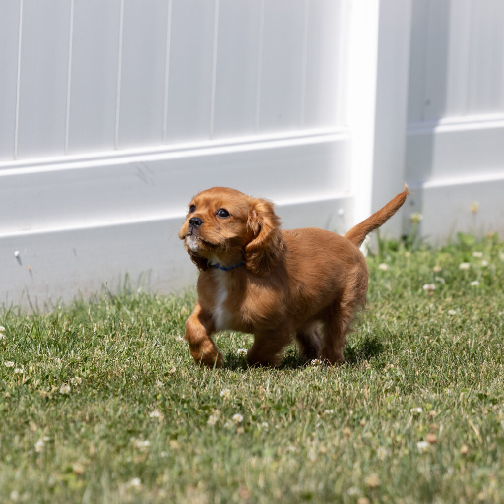 cavalier puppies for sale