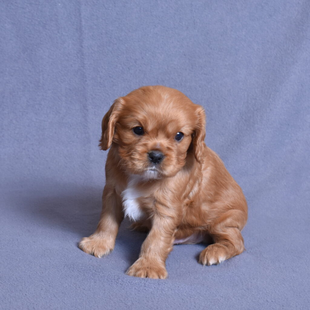 cavalier puppies for sale lancaster