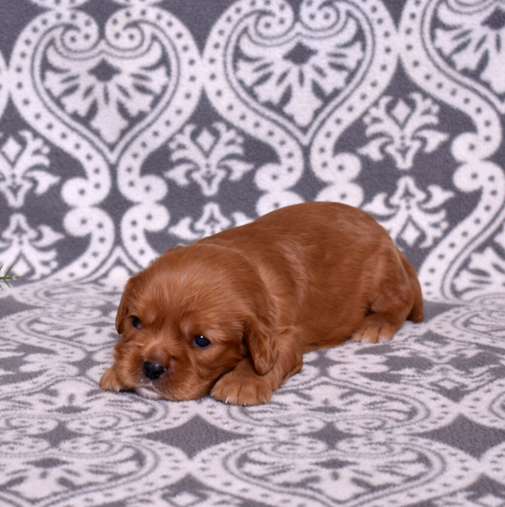 cavalier puppies for sale lancaster pa