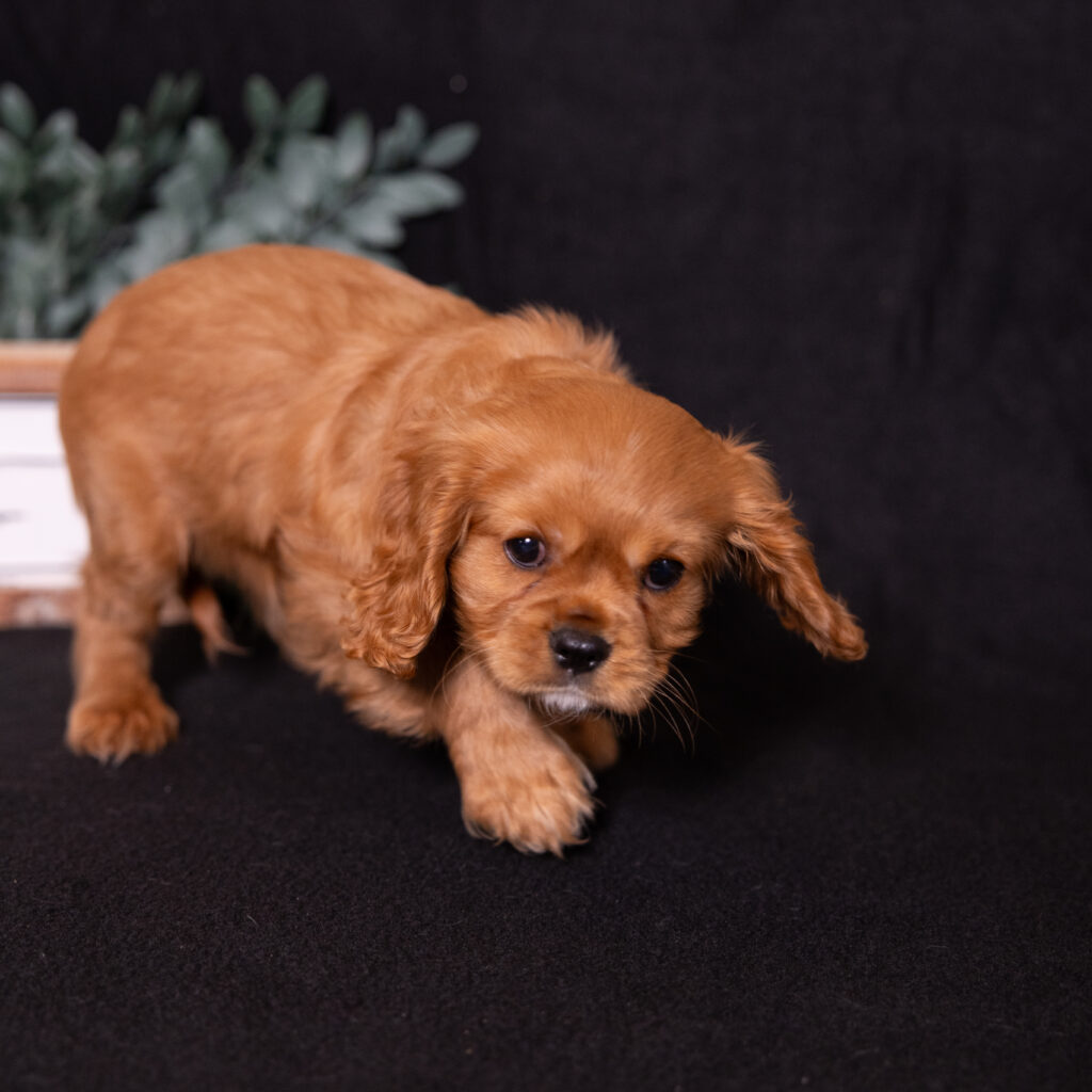 cavalier puppies for sale near me