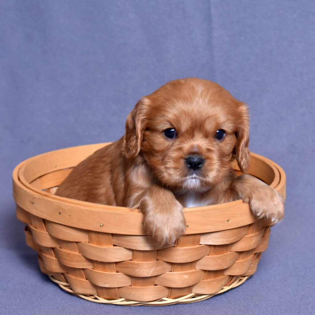 cavalier puppies for sale near me
