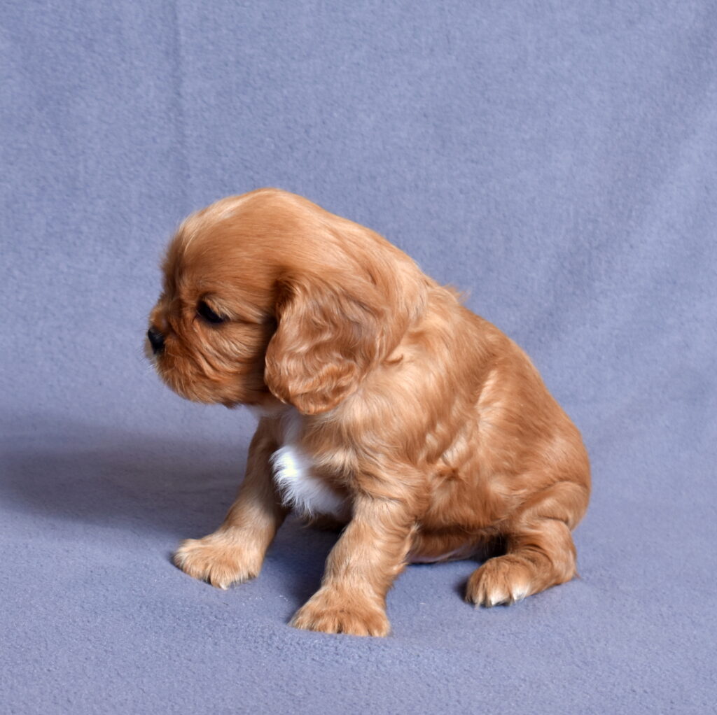 cavalier puppies for sale pa