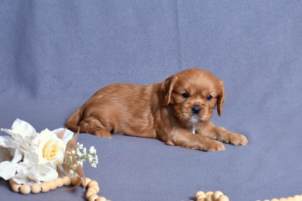cavalier puppies lancaster pa