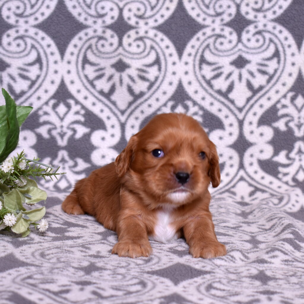 cavalier puppies lancaster pa