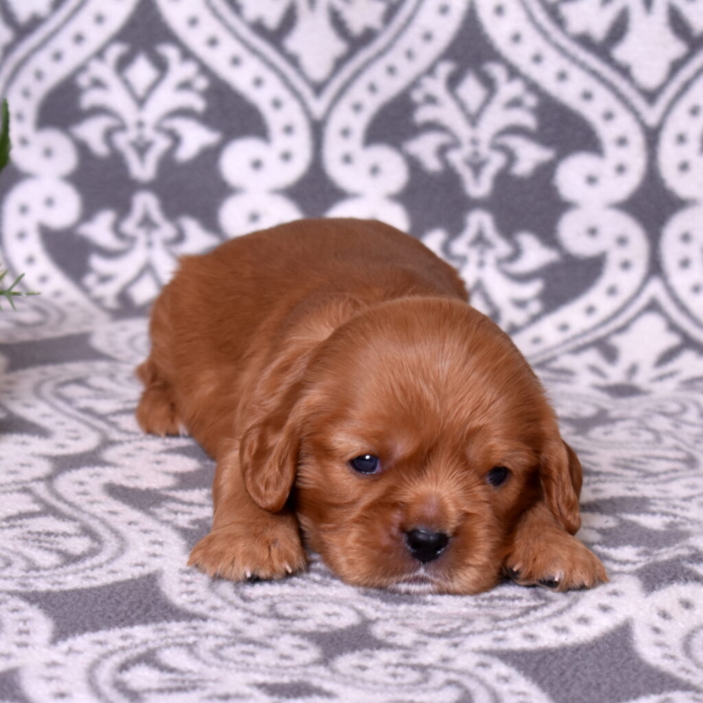 cavalier puppies little stream puppies