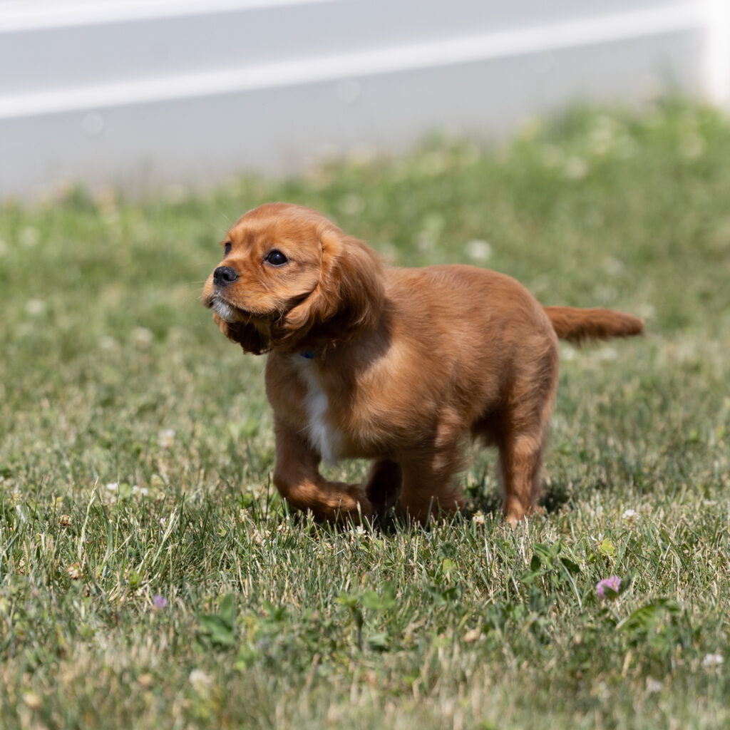 cavalier puppies pa