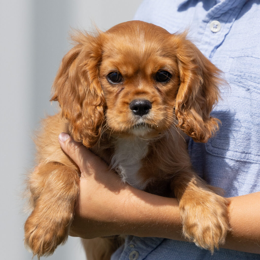 cavalier puppy