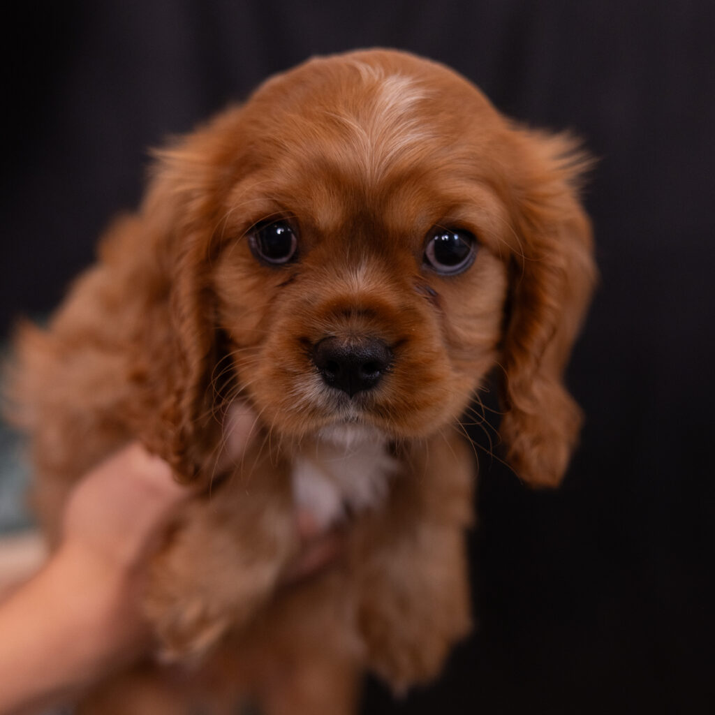 cavalier puppy