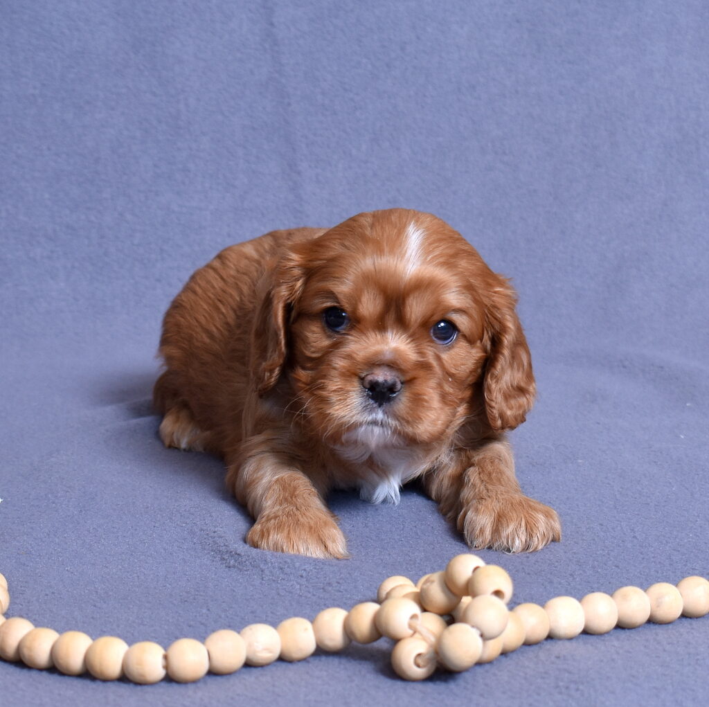 cavalier puppy breeders
