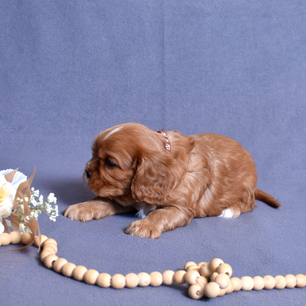 cavalier puppy for sale