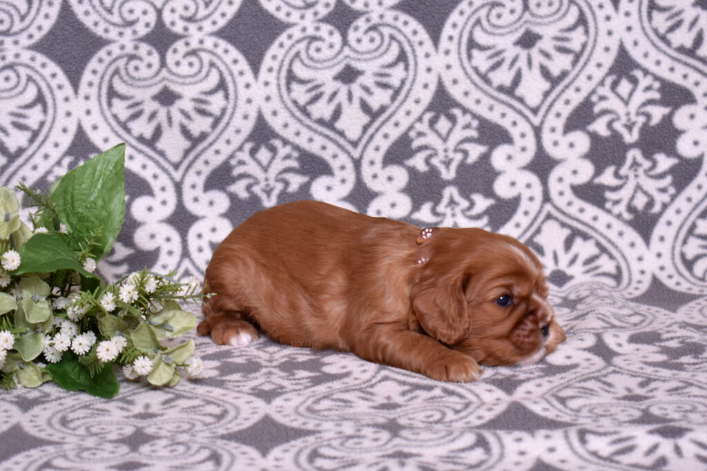 cavalier puppy for sale