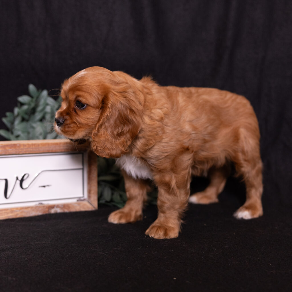 cavalier puppy for sale