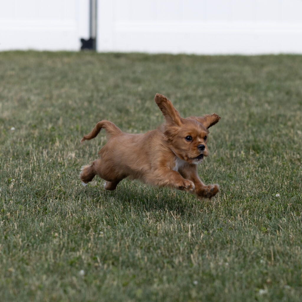 cavalier puppy for sale