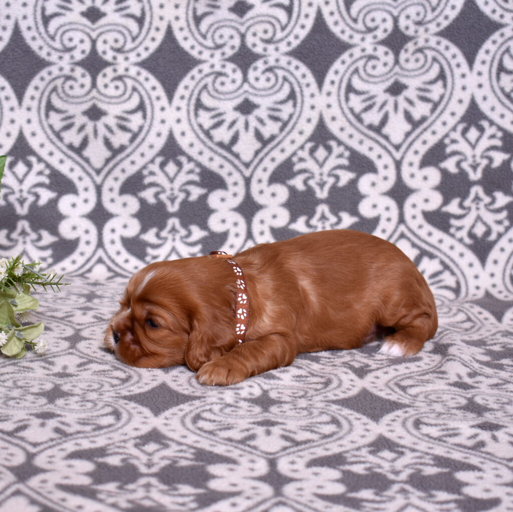 cavalier puppy for sale lancaster pa