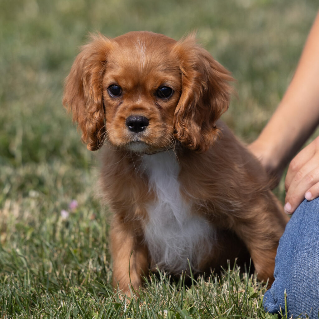 cavalier puppy for sale near me