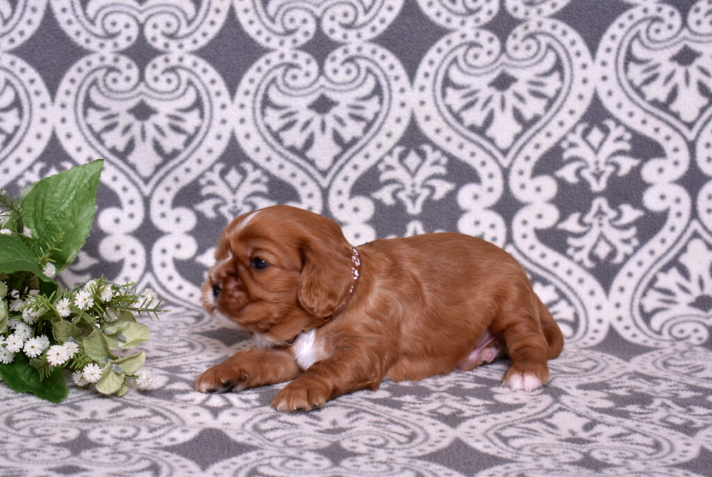cavalier puppy for sale near me
