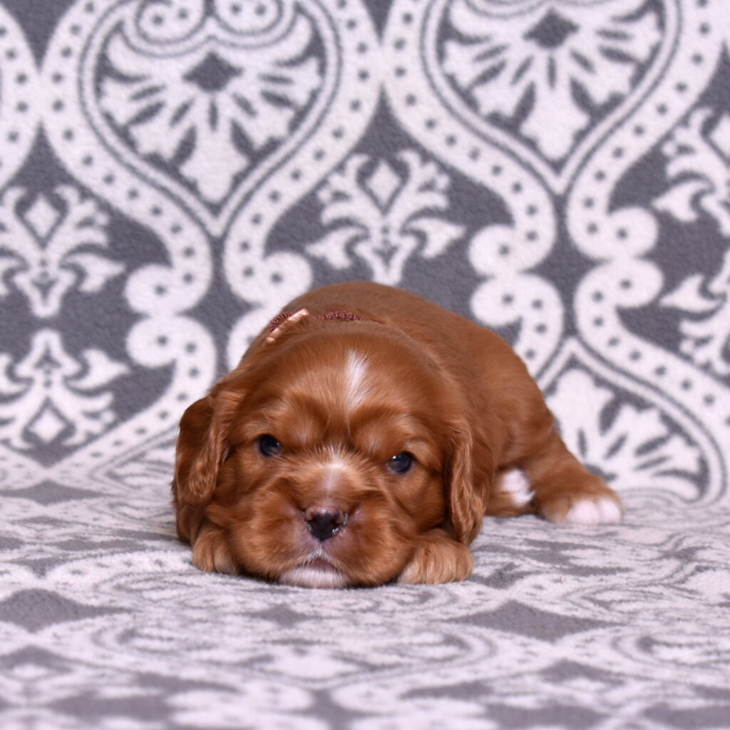 cavalier puppy for sale pa
