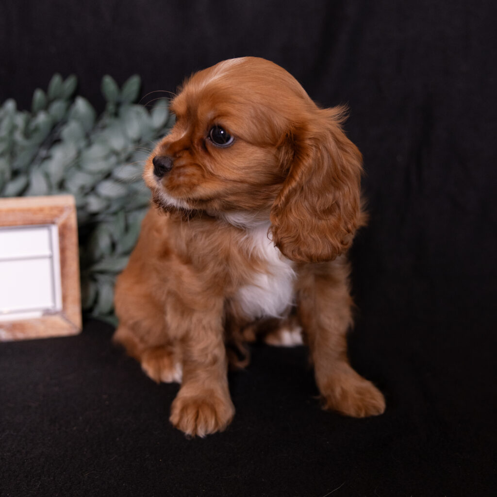 cavalier puppy for sale pa