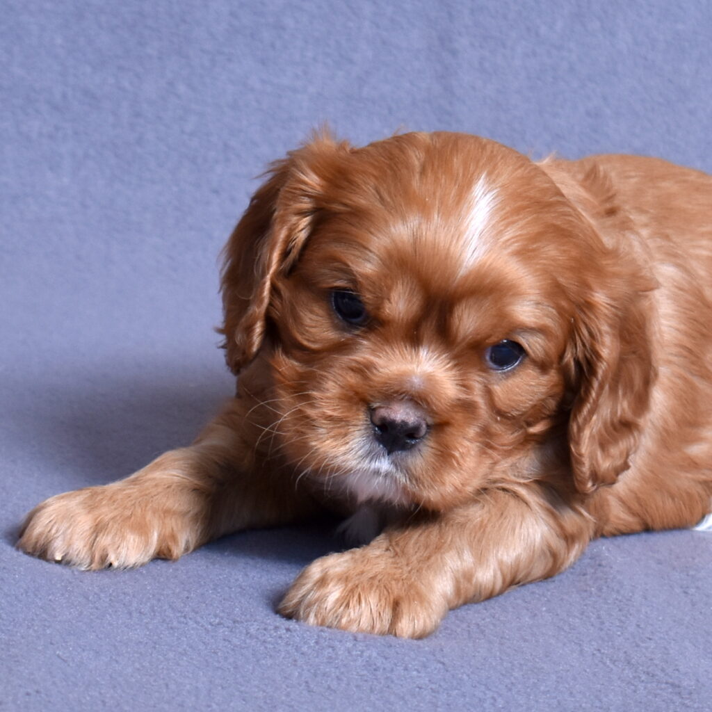 cavalier puppy for sale pa