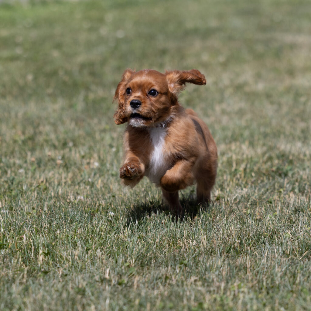 cavalier puppy near me