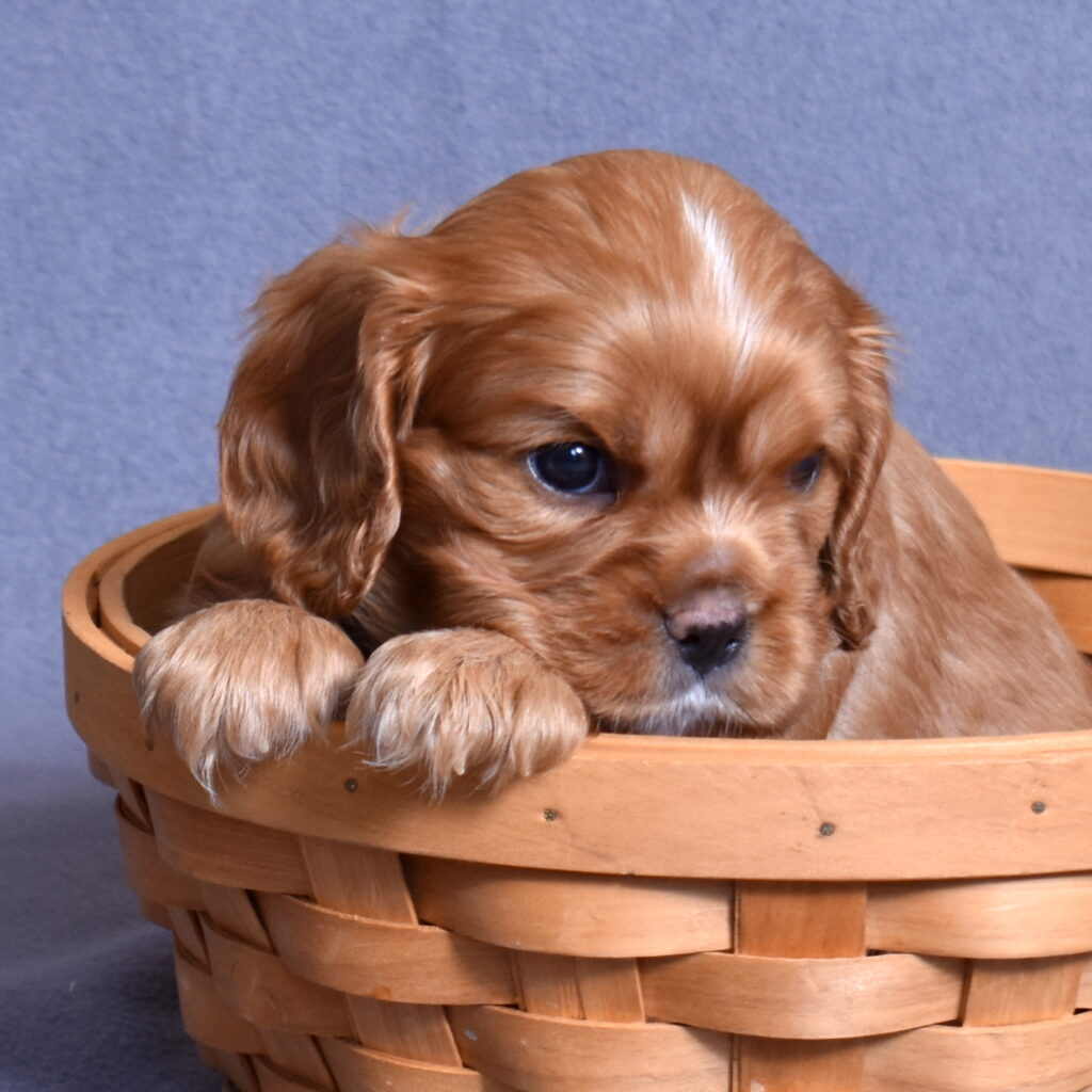 cavalier puppy pa
