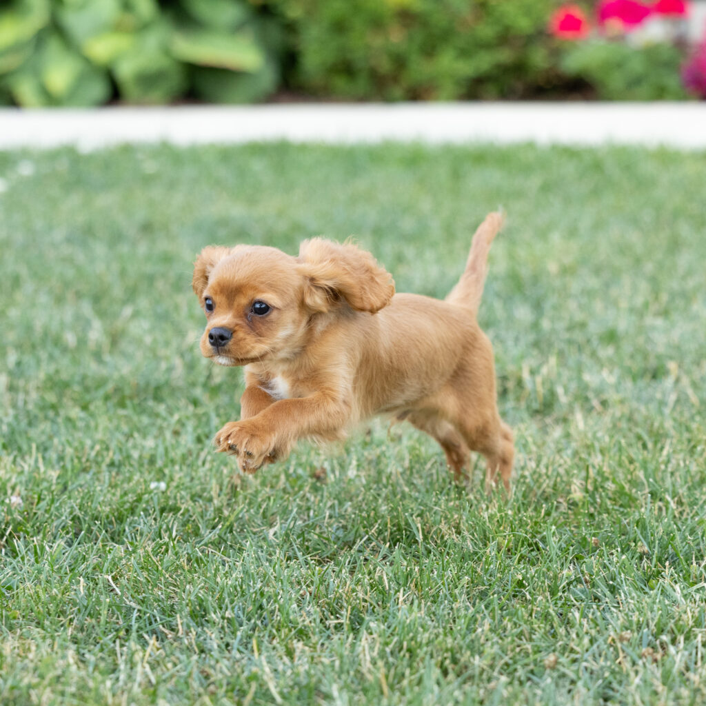 cavalier ruby red spaniel