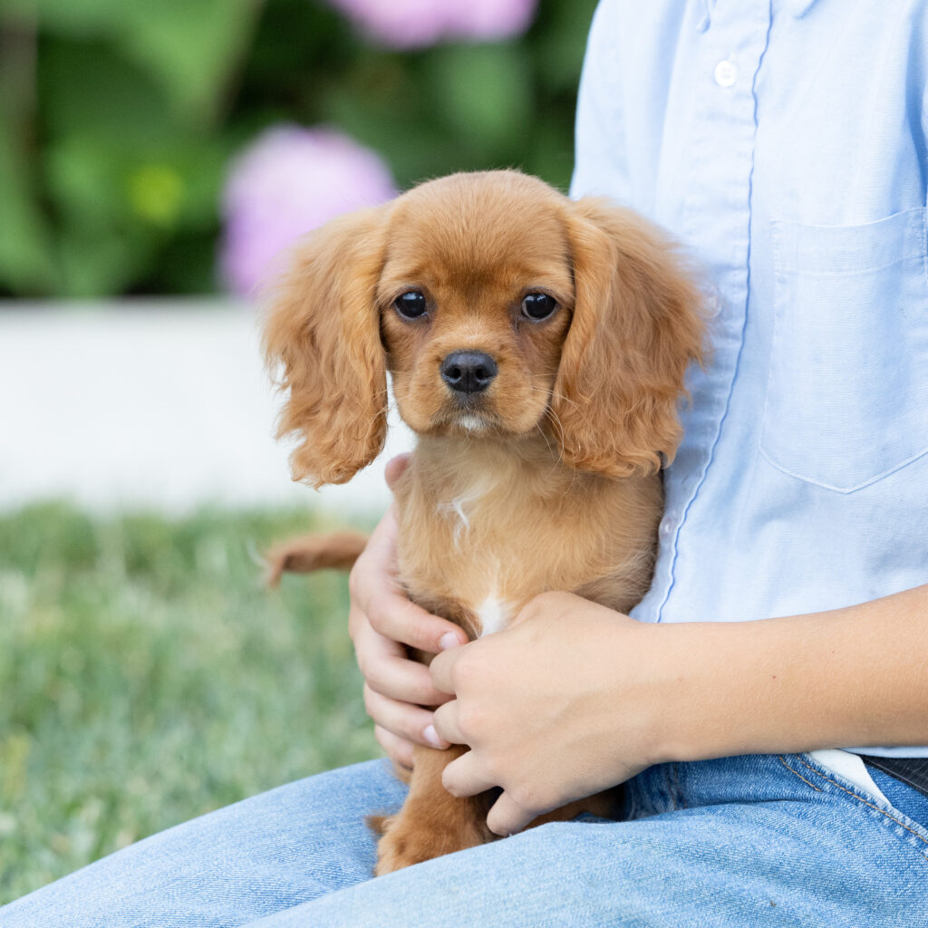 cavalier ruby red spaniel breeder