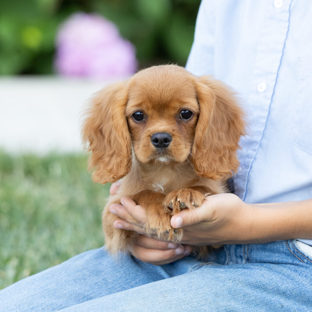 cavalier ruby red spaniel puppies