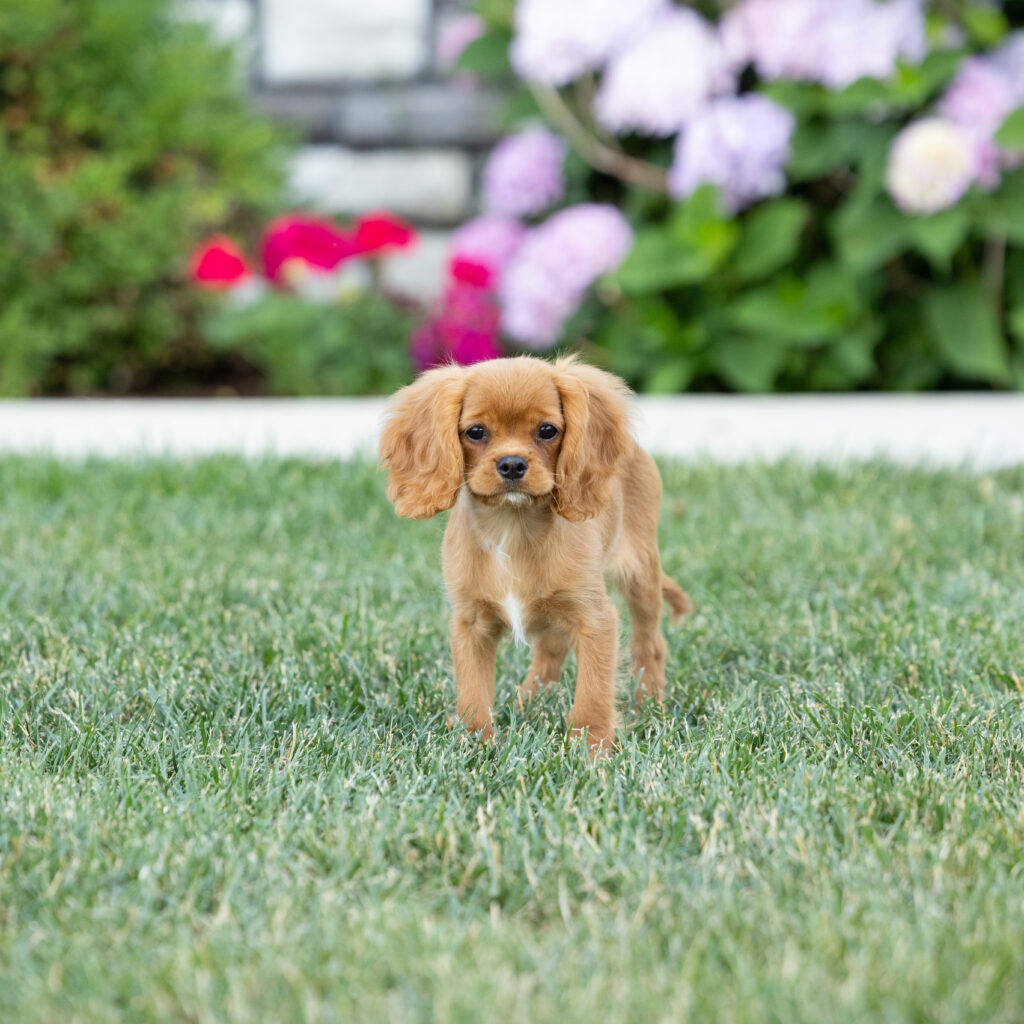 cavalier ruby red spaniel puppy