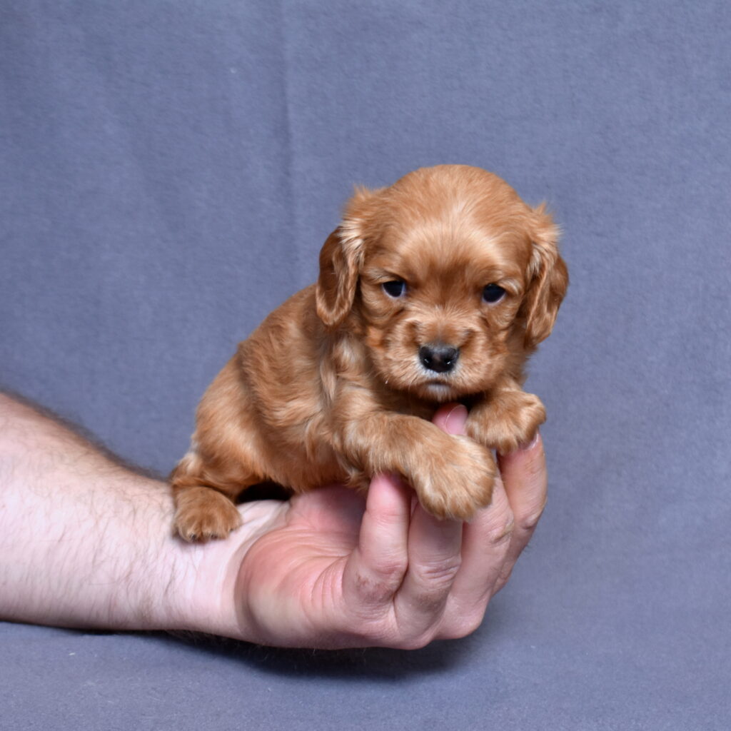 cavalier ruby spaniel