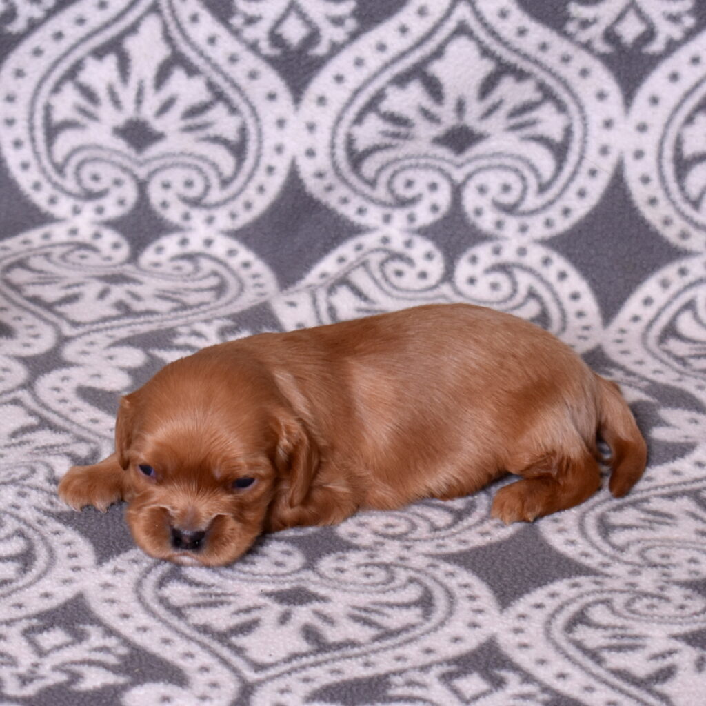 cavalier ruby spaniel