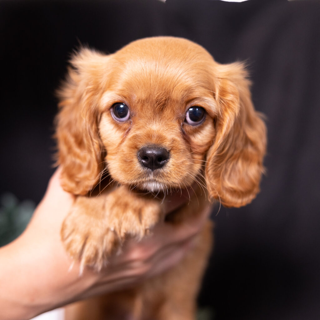 cavalier ruby spaniel