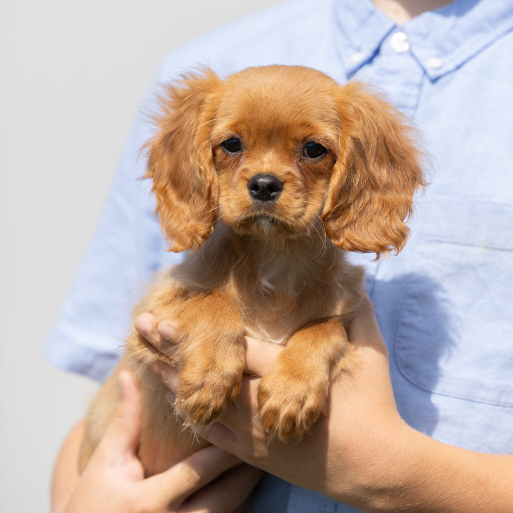 cavalier ruby spaniel