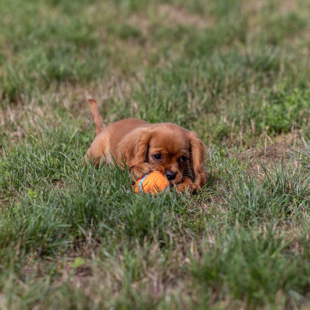cavalier ruby spaniel