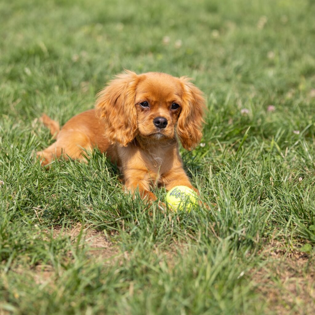 cavalier ruby spaniel