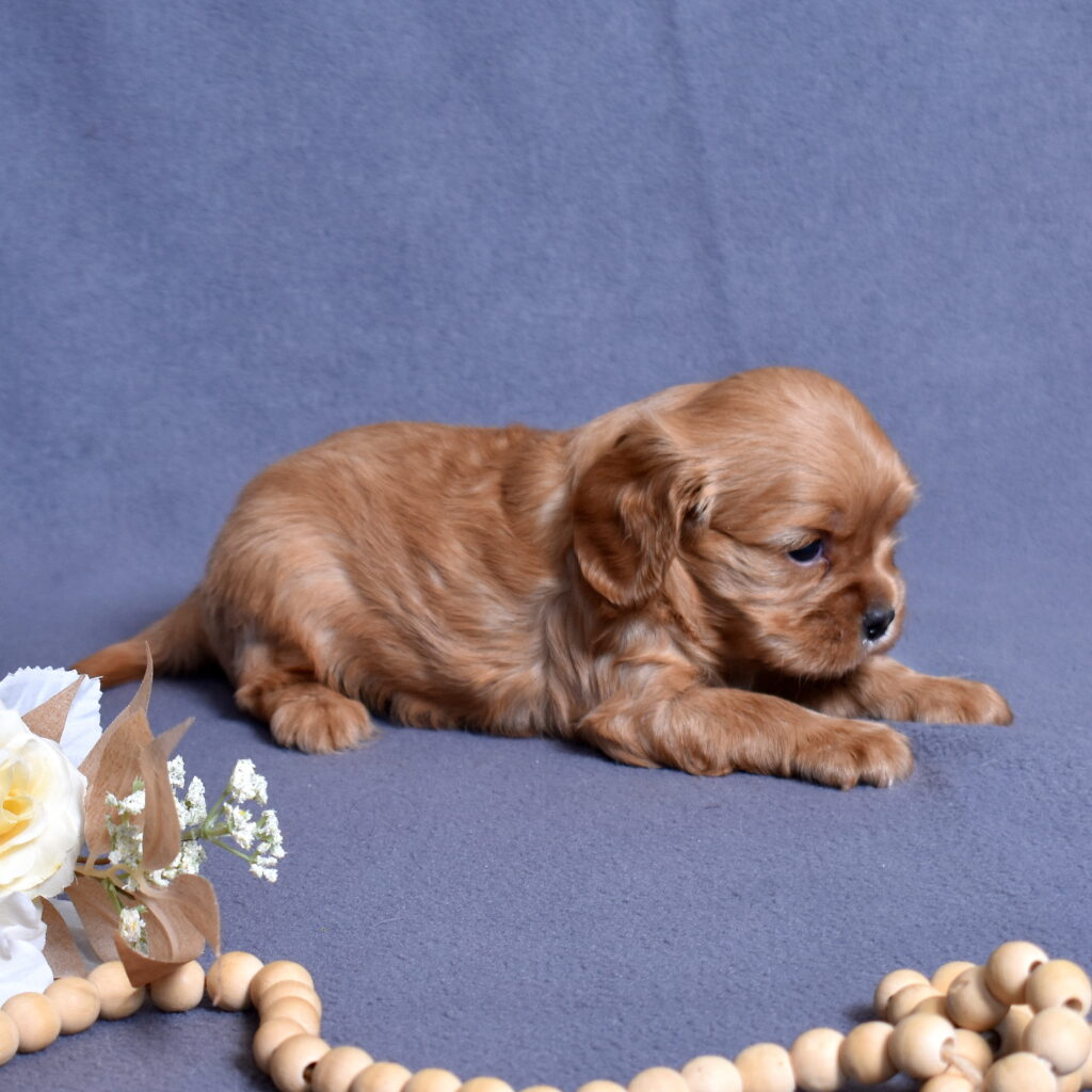 cavalier ruby spaniel breeder