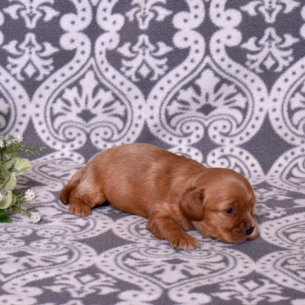 cavalier ruby spaniel breeder