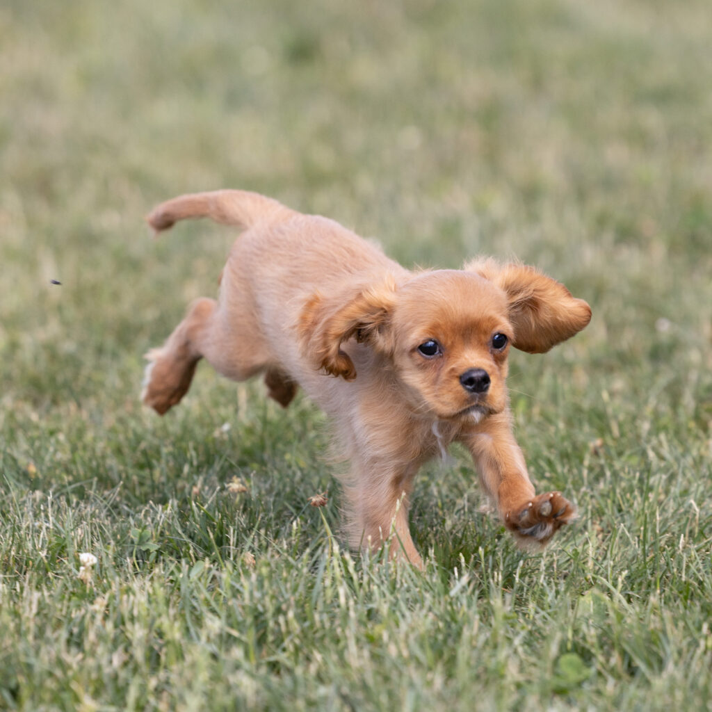 cavalier ruby spaniel for sale