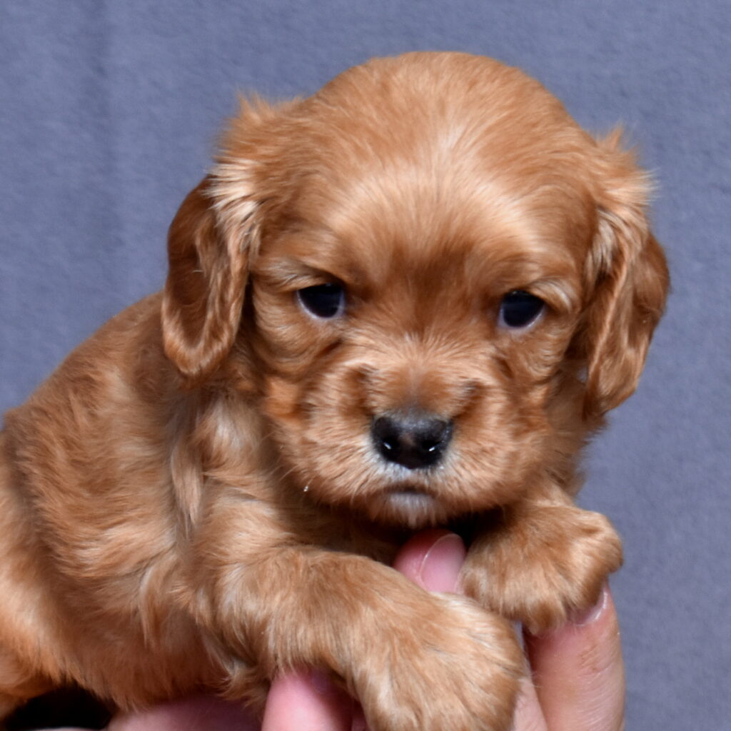 cavalier ruby spaniel for sale