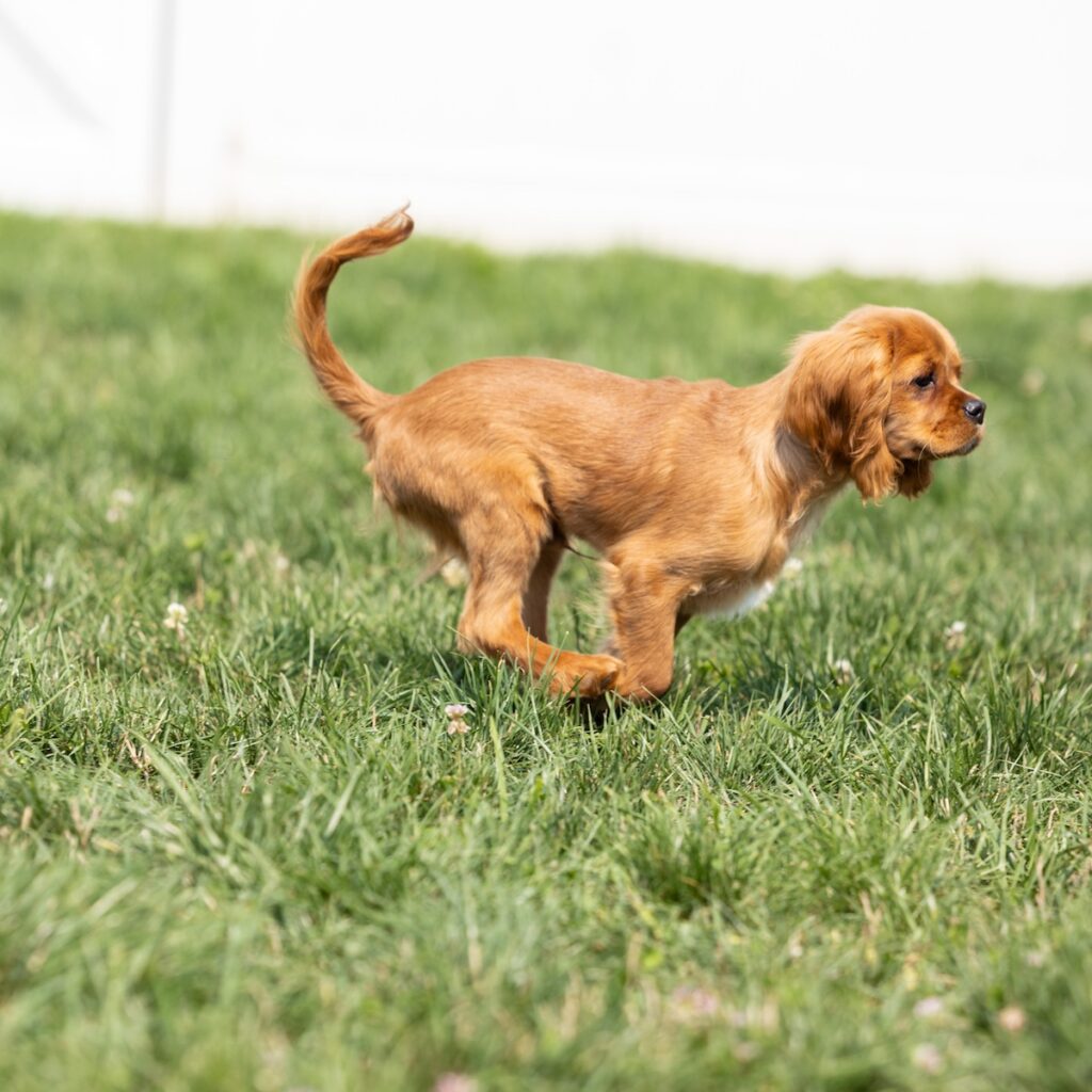 cavalier ruby spaniel for sale