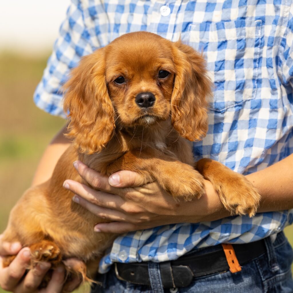 cavalier ruby spaniel for sale near me