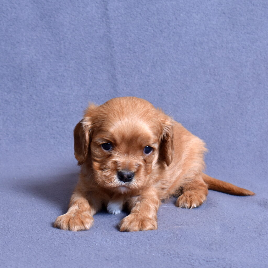 cavalier ruby spaniel lancaster pa