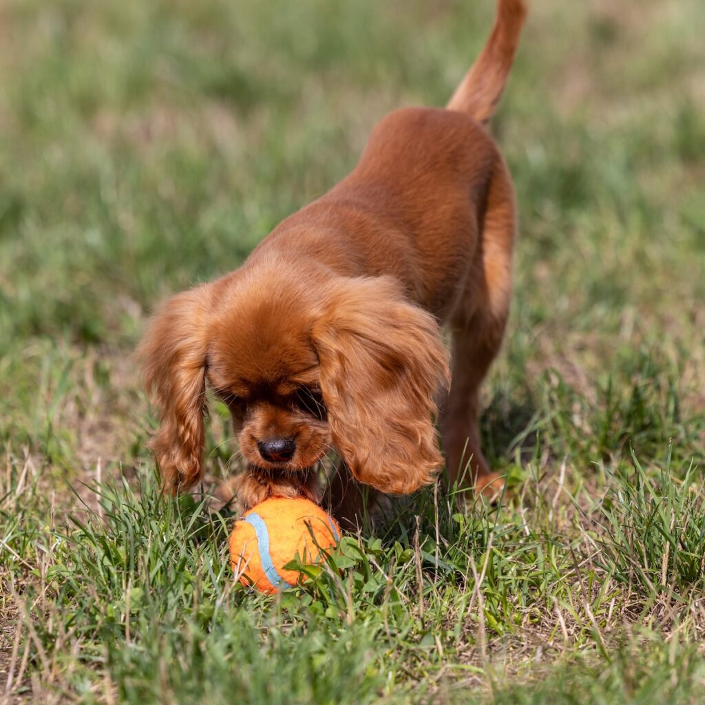 cavalier ruby spaniel near me pa