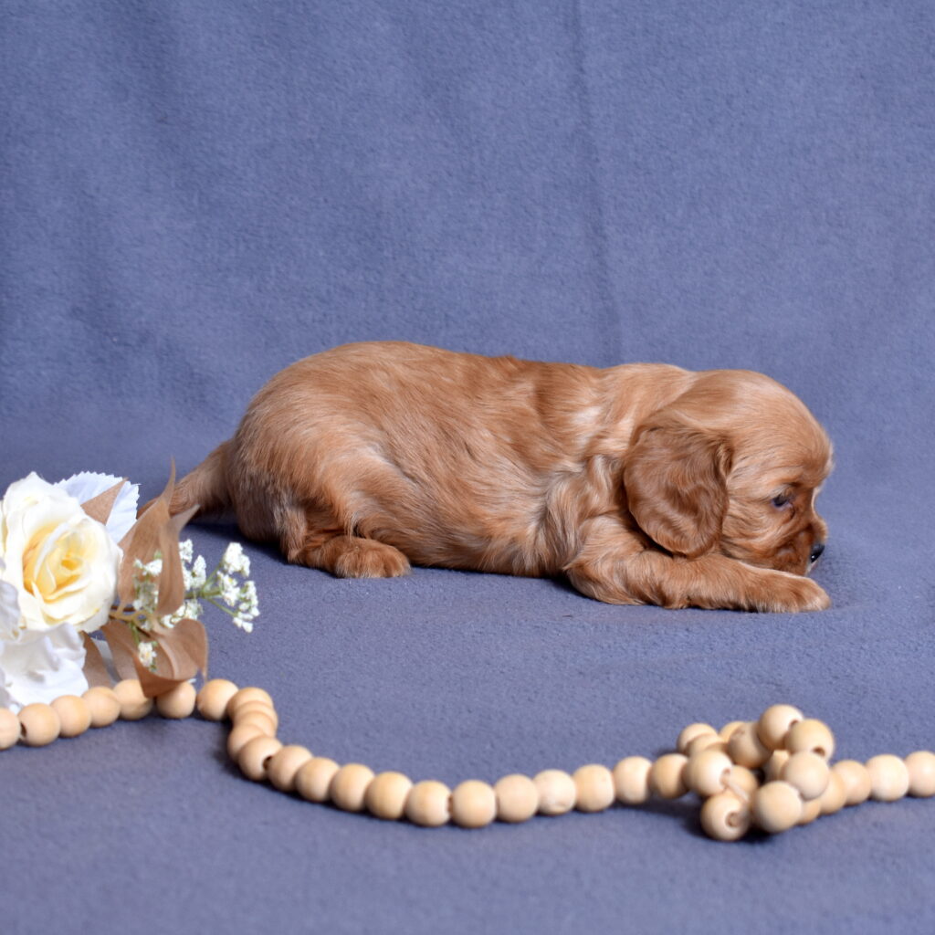 cavalier ruby spaniel puppies
