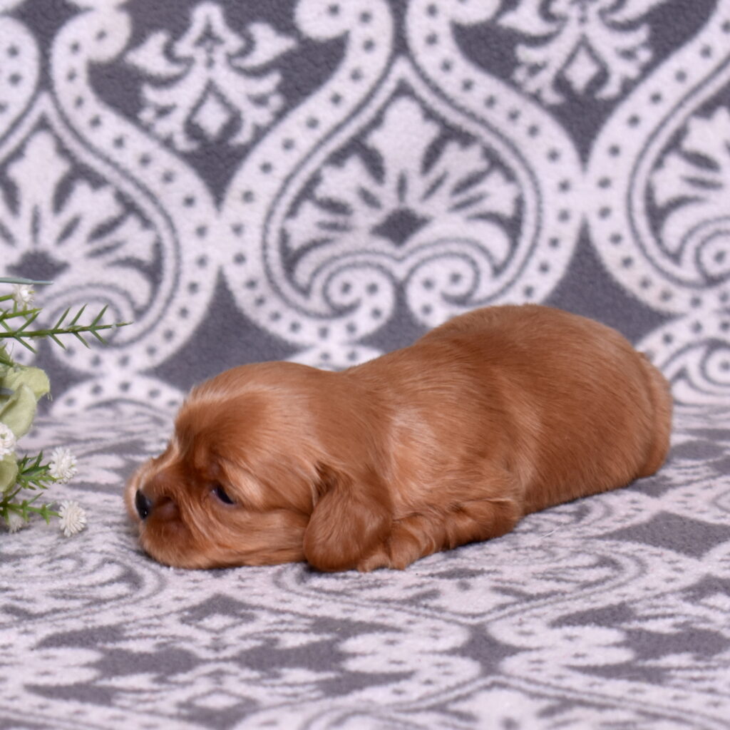 cavalier ruby spaniel puppies