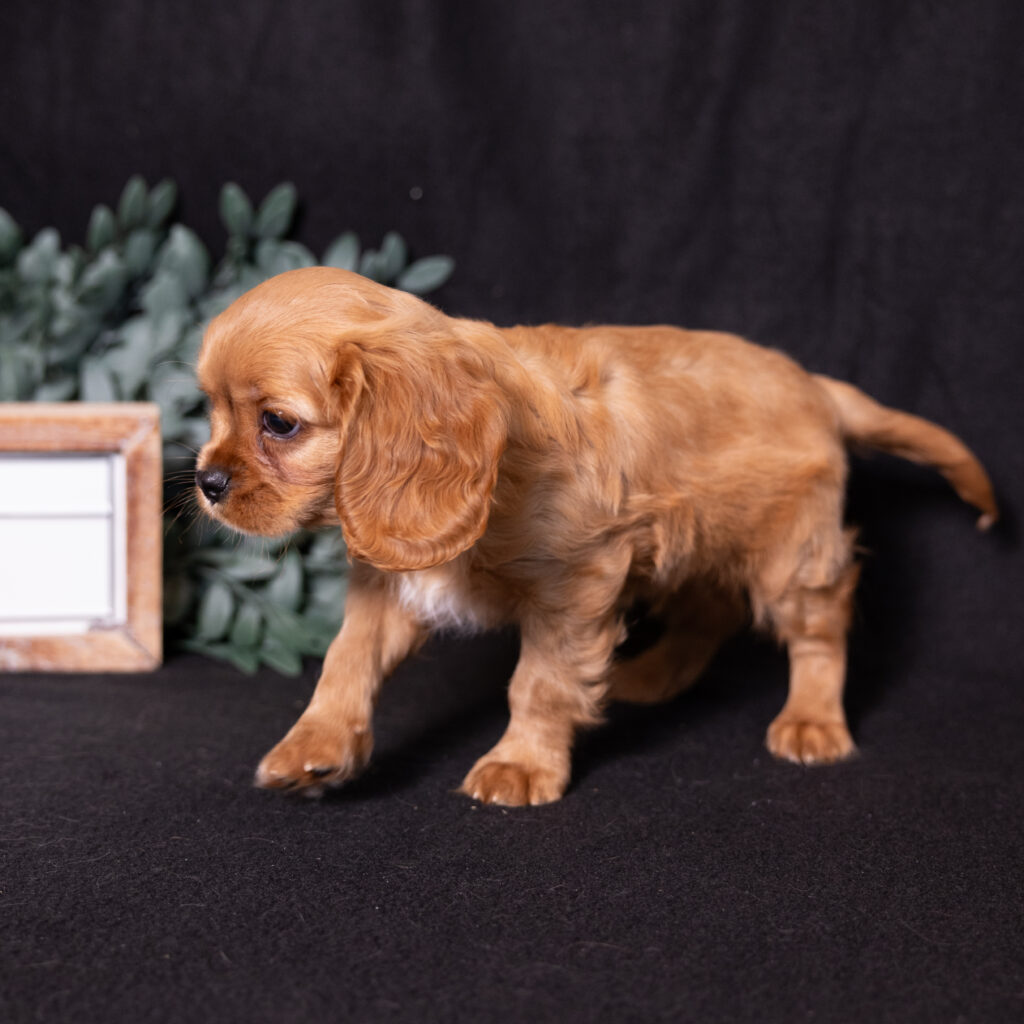 cavalier ruby spaniel puppies