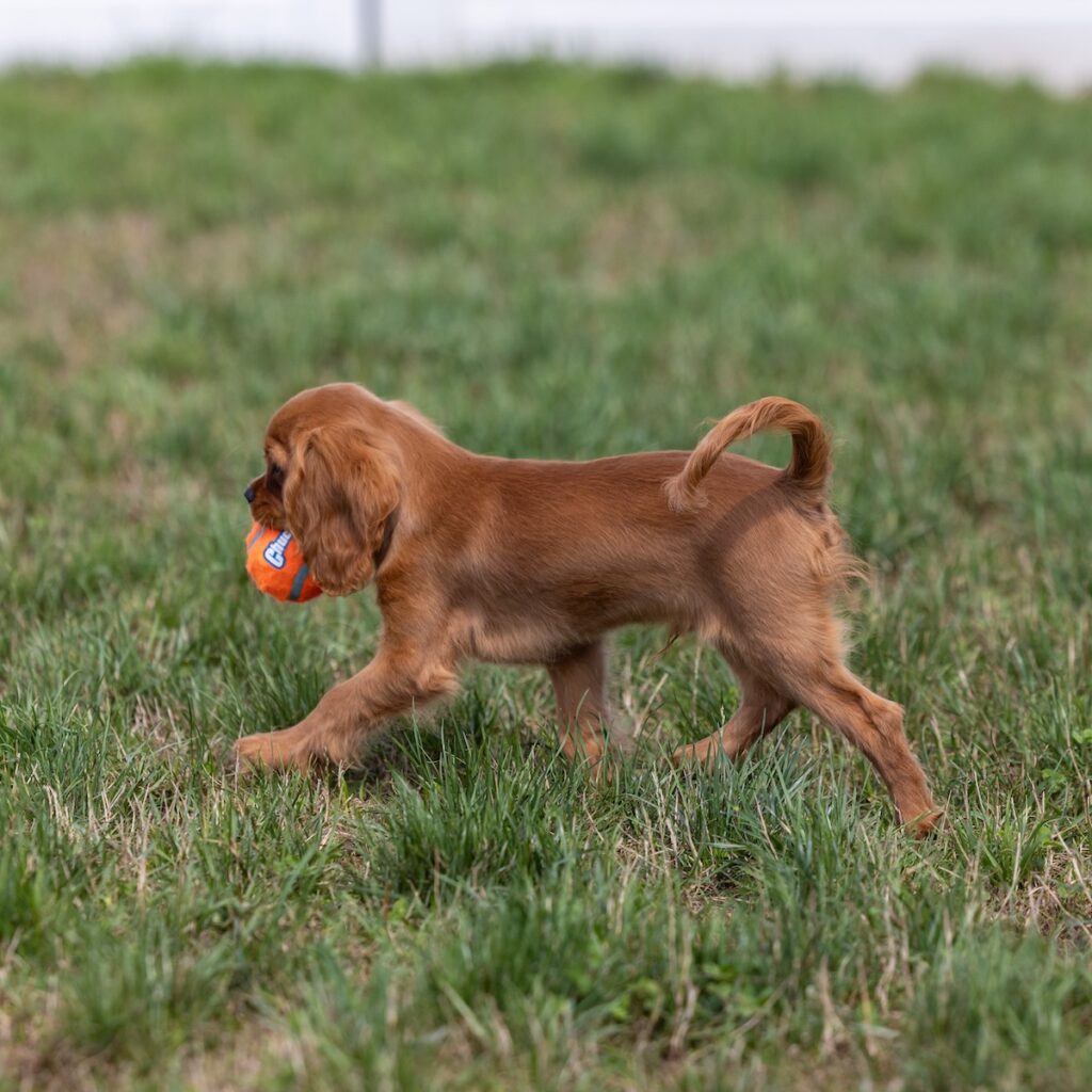 cavalier ruby spaniel puppies